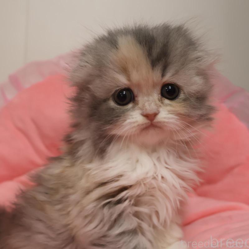 販売中の東京都のスコティッシュフォールド(折れ耳)-135776