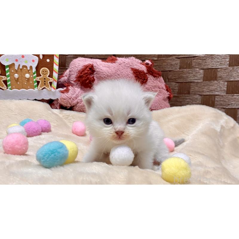 販売中の愛知県のサイベリアン-135777の6枚目