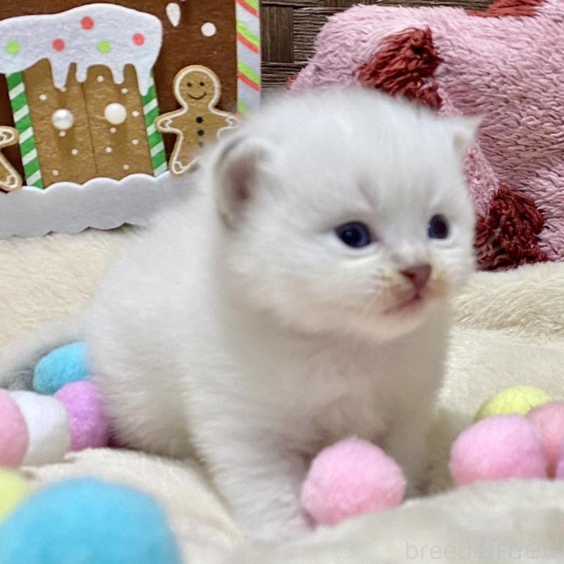 販売中の愛知県のサイベリアン-135777の5枚目