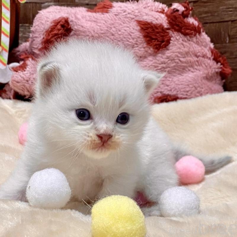 販売中の愛知県のサイベリアン-135777の3枚目