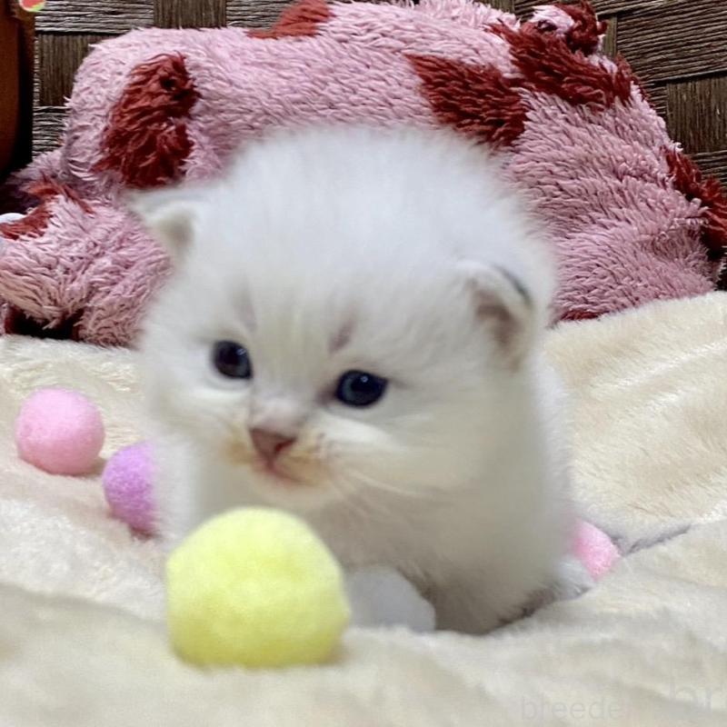 販売中の愛知県のサイベリアン-135777の2枚目