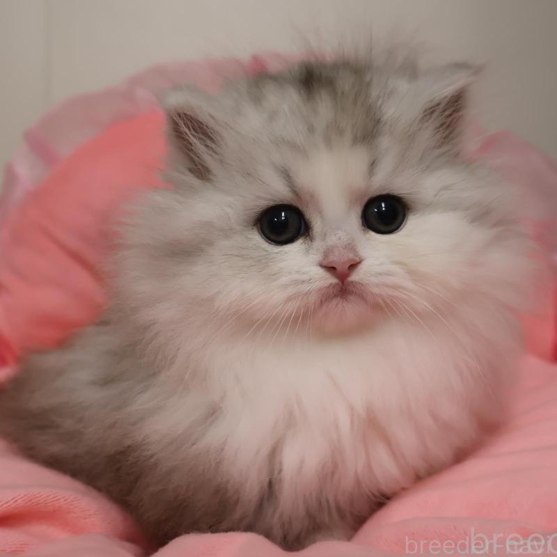 販売中の東京都のミヌエット(短足)-135778の1枚目