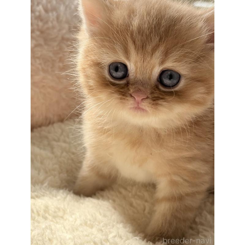 販売中の奈良県のエキゾチックショートヘア-135779の4枚目