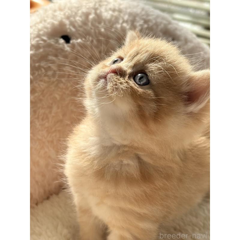 販売中の奈良県のエキゾチックショートヘア-135779の3枚目