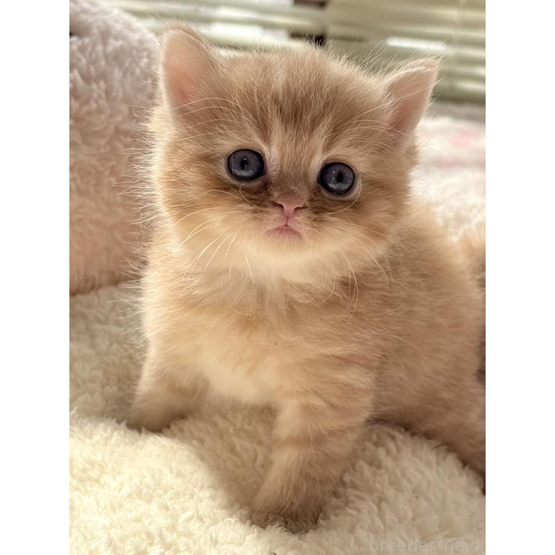 販売中の奈良県のエキゾチックショートヘア-135779の2枚目