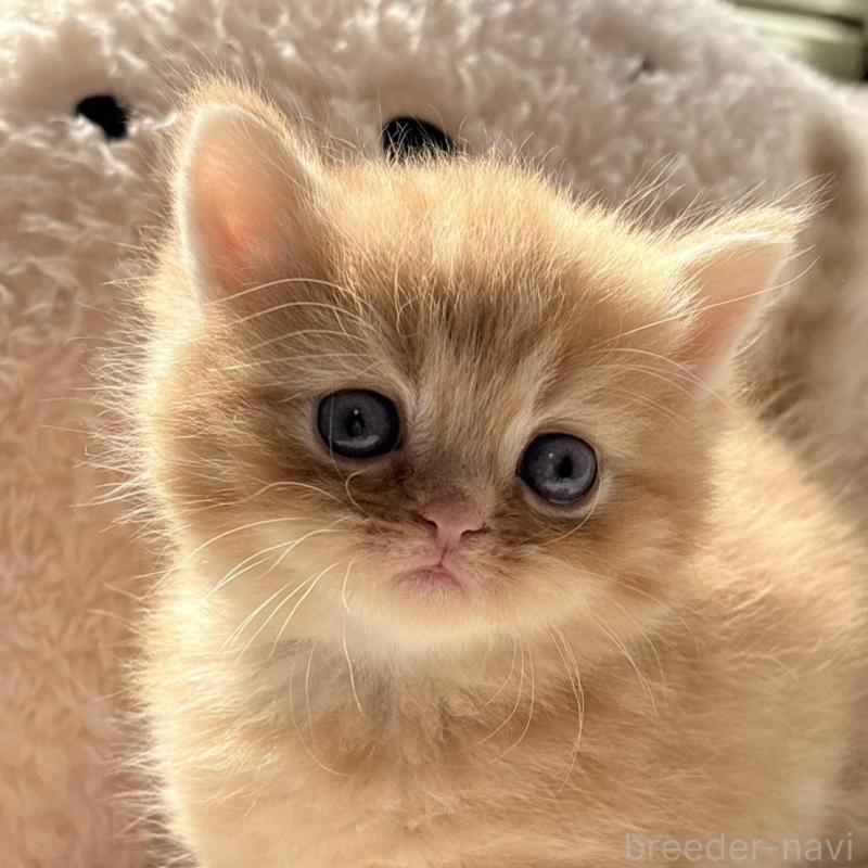 販売中の奈良県のエキゾチックショートヘア-135779