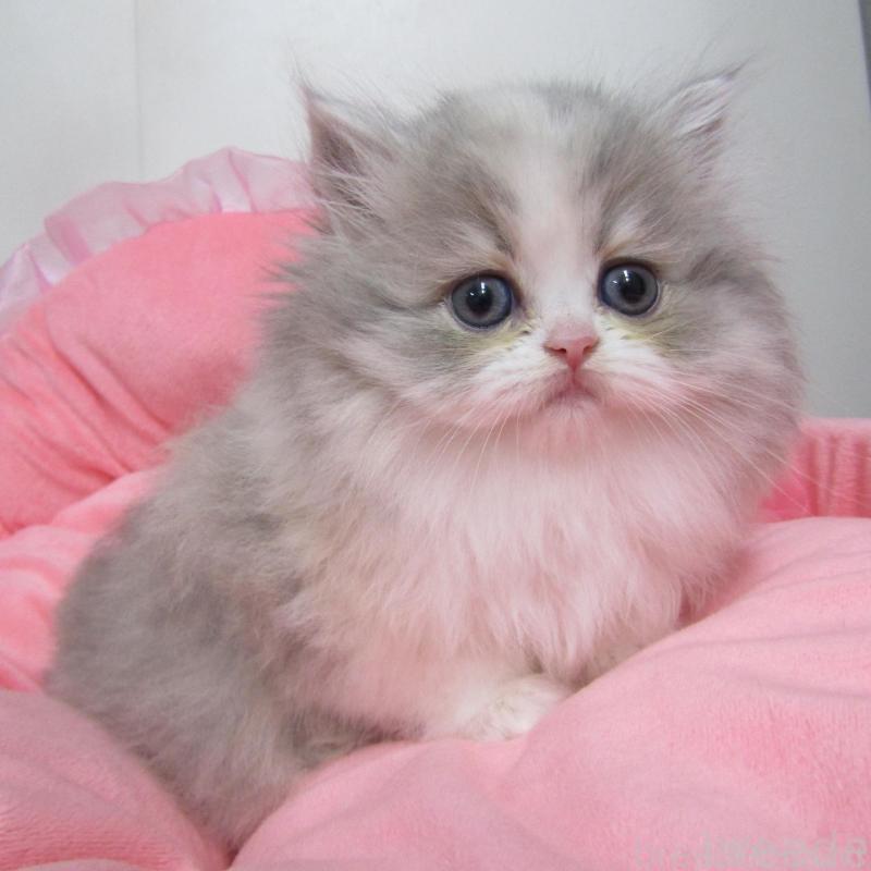 販売中の東京都のミヌエット-135780