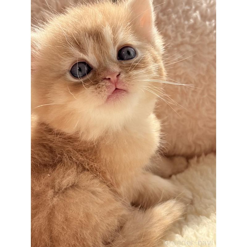 販売中の奈良県のエキゾチックショートヘア-135781の4枚目