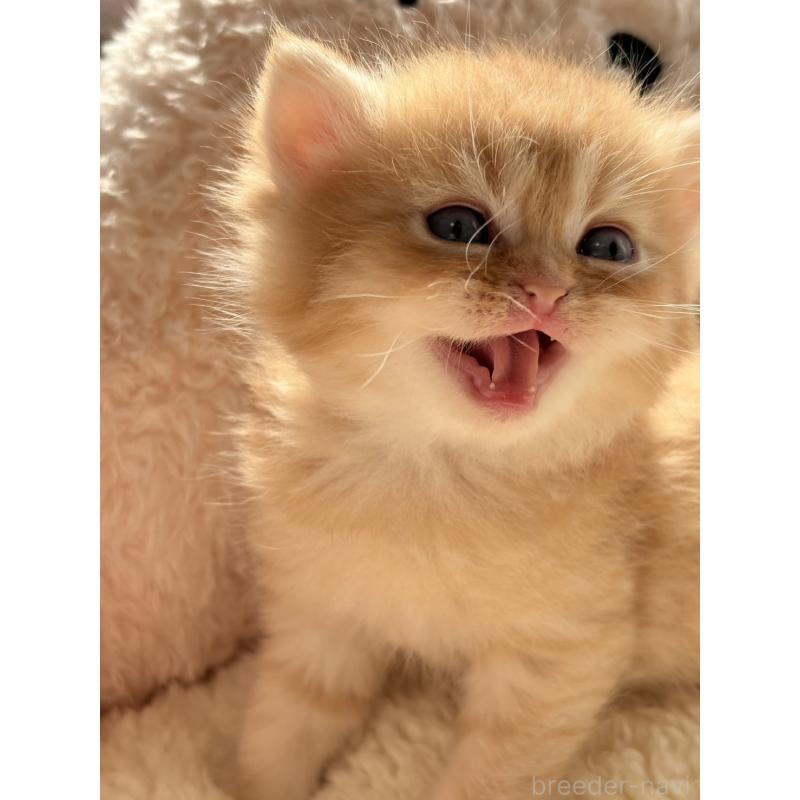 販売中の奈良県のエキゾチックショートヘア-135781の3枚目