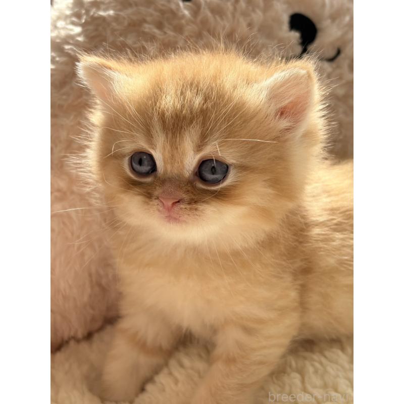 販売中の奈良県のエキゾチックショートヘア-135781の2枚目