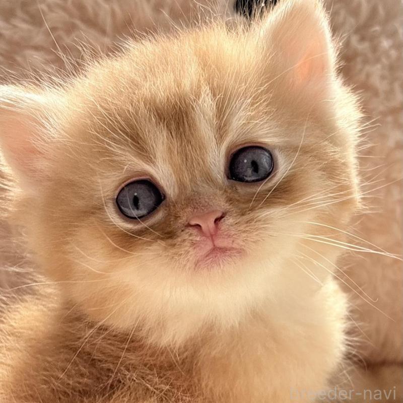 販売中の奈良県のエキゾチックショートヘア-135781の1枚目