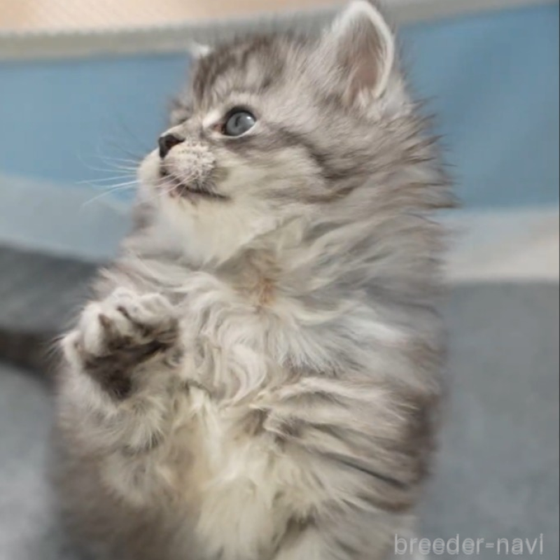 販売中の大阪府のサイベリアン-135782の6枚目