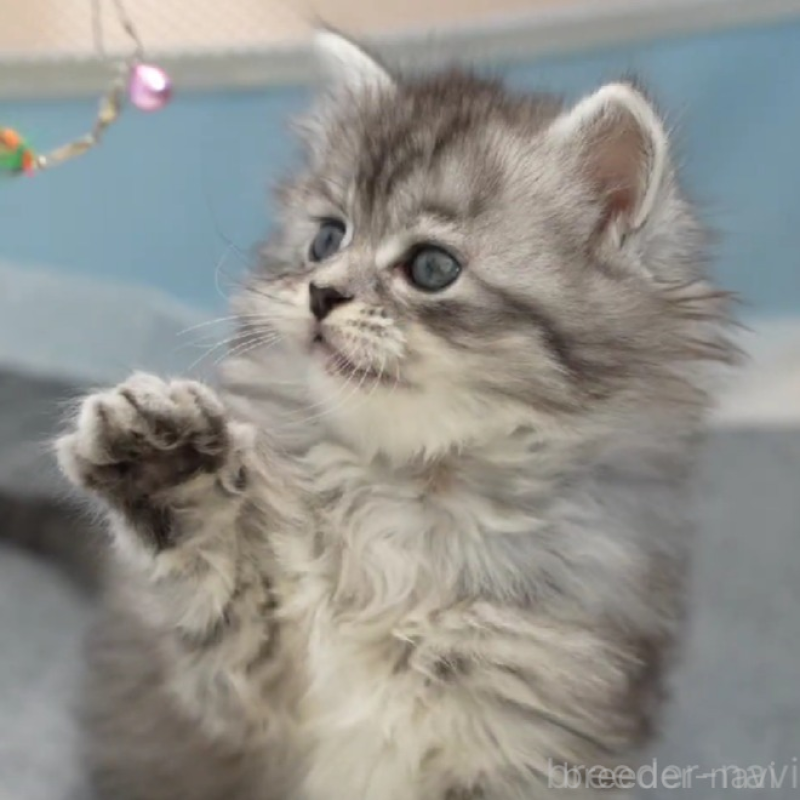 販売中の大阪府のサイベリアン-135782の5枚目