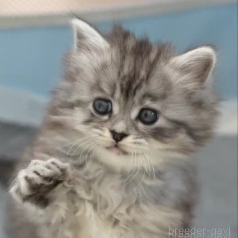 販売中の大阪府のサイベリアン-135782の4枚目