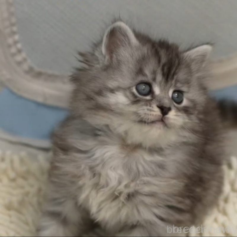 販売中の大阪府のサイベリアン-135782の3枚目