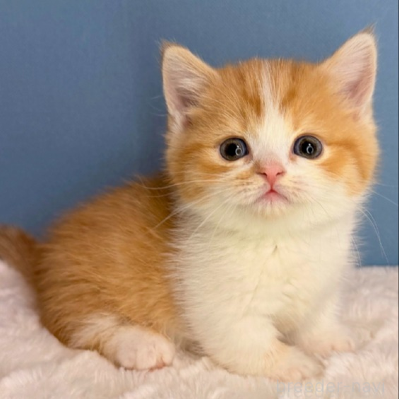 販売中の福岡県のマンチカン(短足)-135783の1枚目