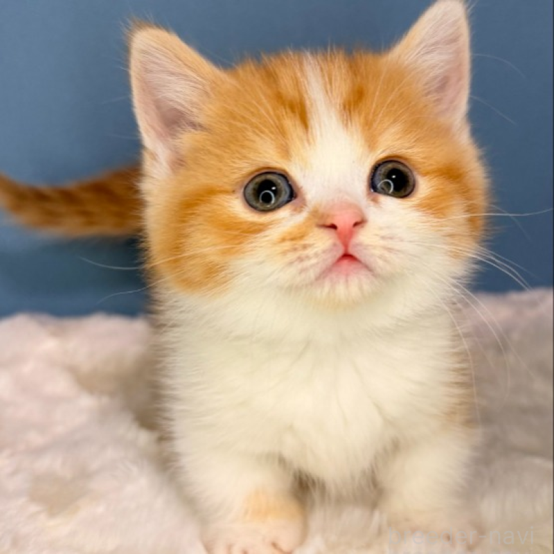 販売中の福岡県のマンチカン(短足)-135783の4枚目