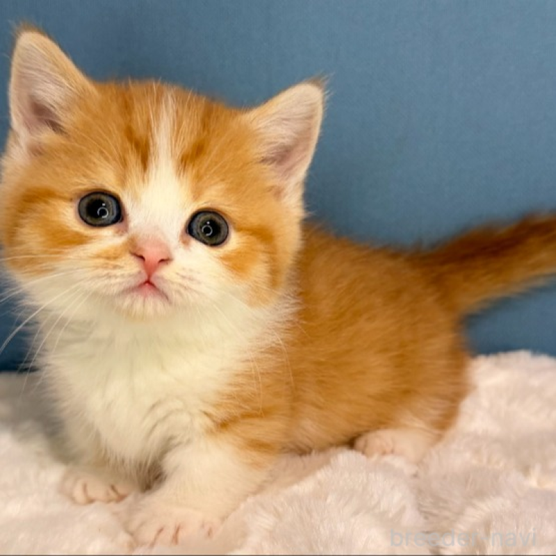 販売中の福岡県のマンチカン(短足)-135783の3枚目