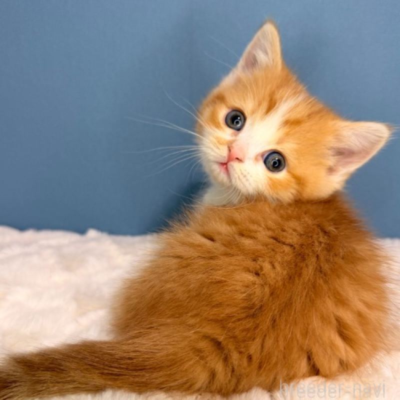 販売中の福岡県のマンチカン(短足)-135783の2枚目