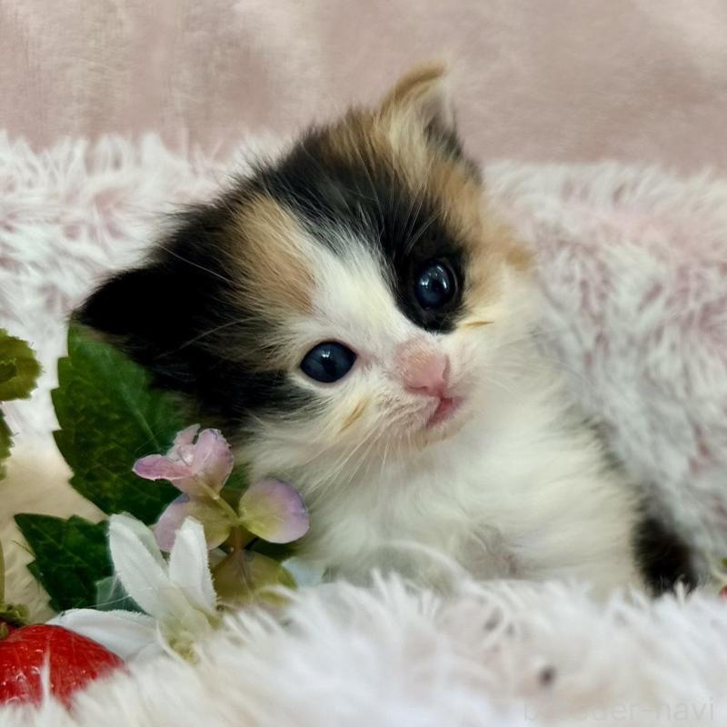 販売中の兵庫県のノルウェージャンフォレストキャット-135784の1枚目