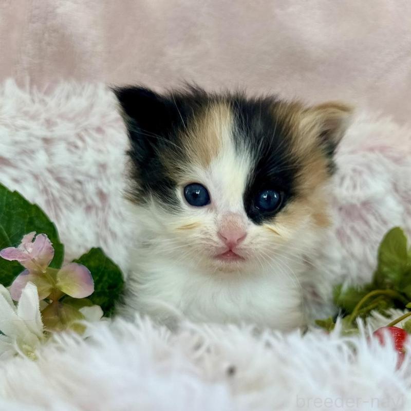 販売中の兵庫県のノルウェージャンフォレストキャット-135784の5枚目