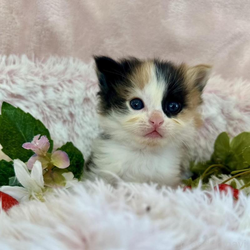 販売中の兵庫県のノルウェージャンフォレストキャット-135784の4枚目