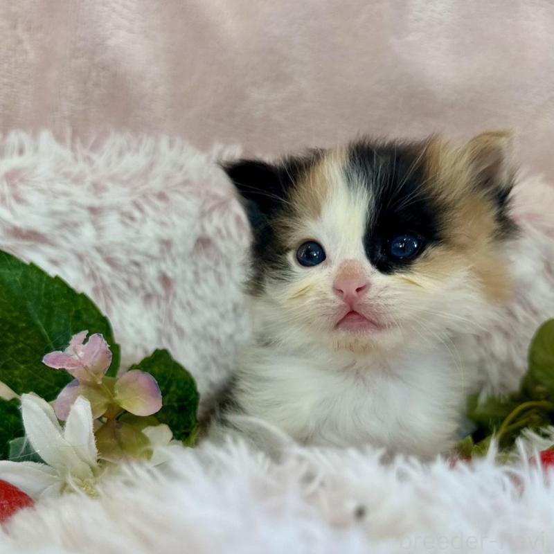 販売中の兵庫県のノルウェージャンフォレストキャット-135784の3枚目