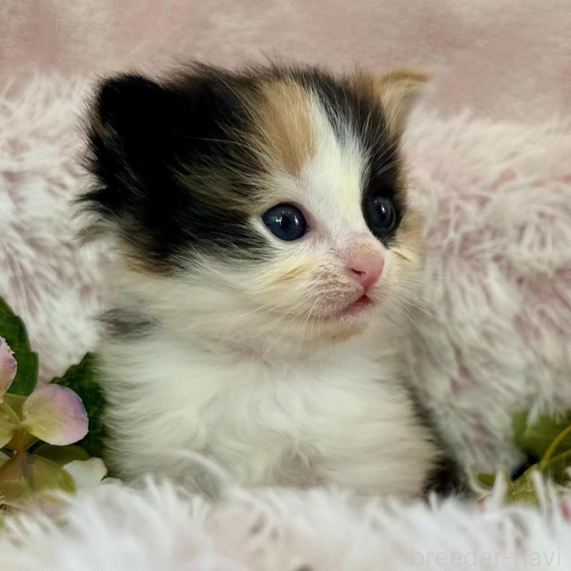 販売中の兵庫県のノルウェージャンフォレストキャット-135784の2枚目