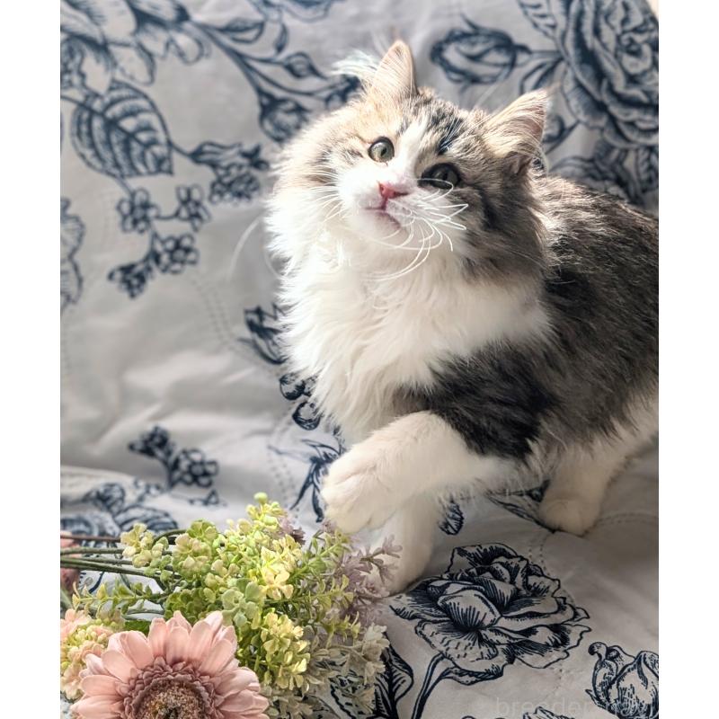 販売中の愛知県のミックス-135786の6枚目