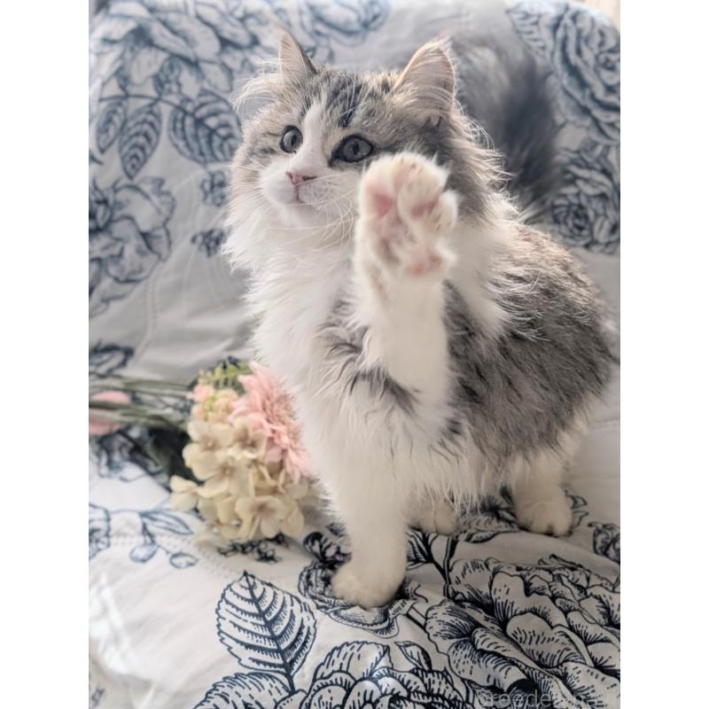 販売中の愛知県のミックス-135786の4枚目