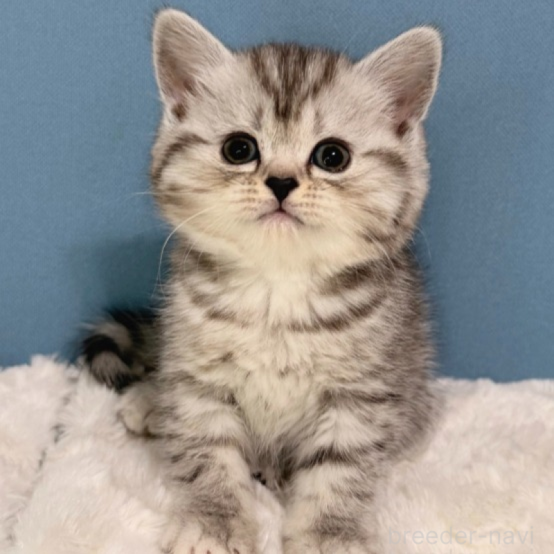 販売中の福岡県のマンチカン-135785の4枚目