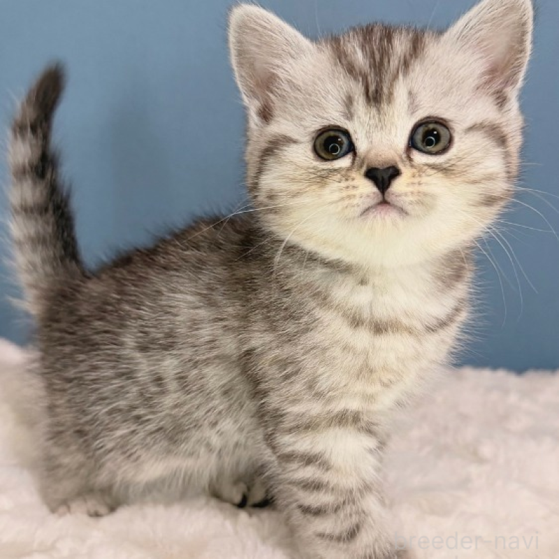 販売中の福岡県のマンチカン-135785の3枚目