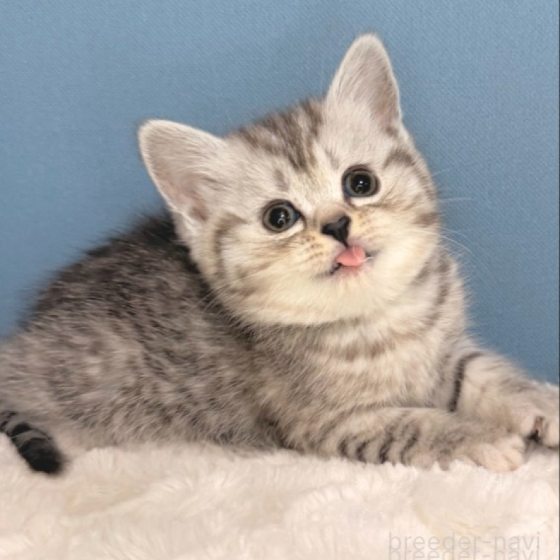 販売中の福岡県のマンチカン-135785