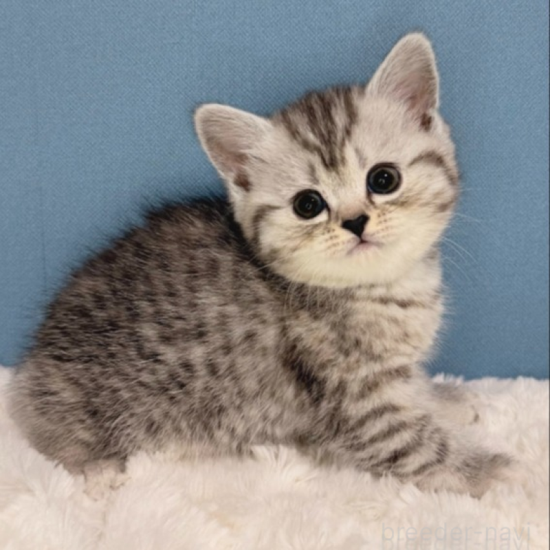 販売中の福岡県のマンチカン-135785の2枚目