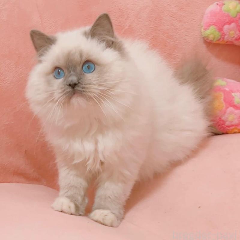 販売中の兵庫県のラグドール-135787の7枚目