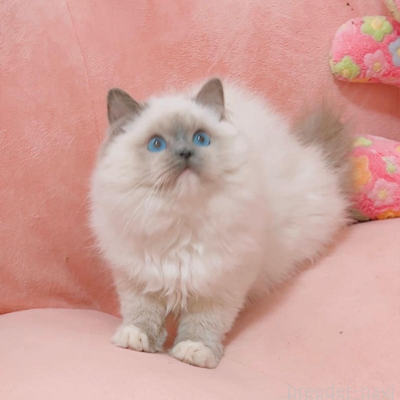 販売中の兵庫県のラグドール-135787の6枚目