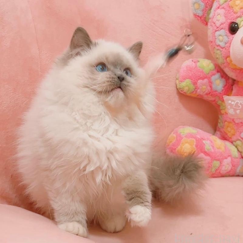 販売中の兵庫県のラグドール-135787の5枚目