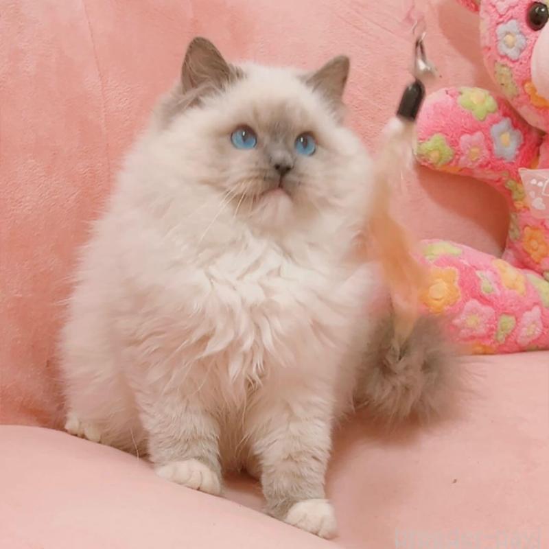 販売中の兵庫県のラグドール-135787の4枚目