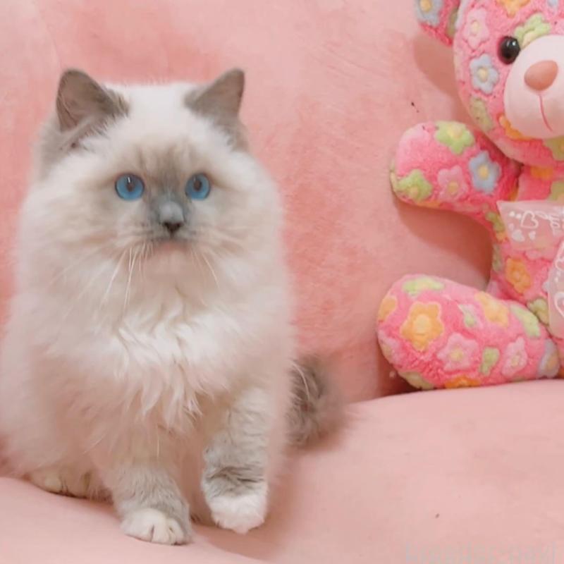 販売中の兵庫県のラグドール-135787の3枚目