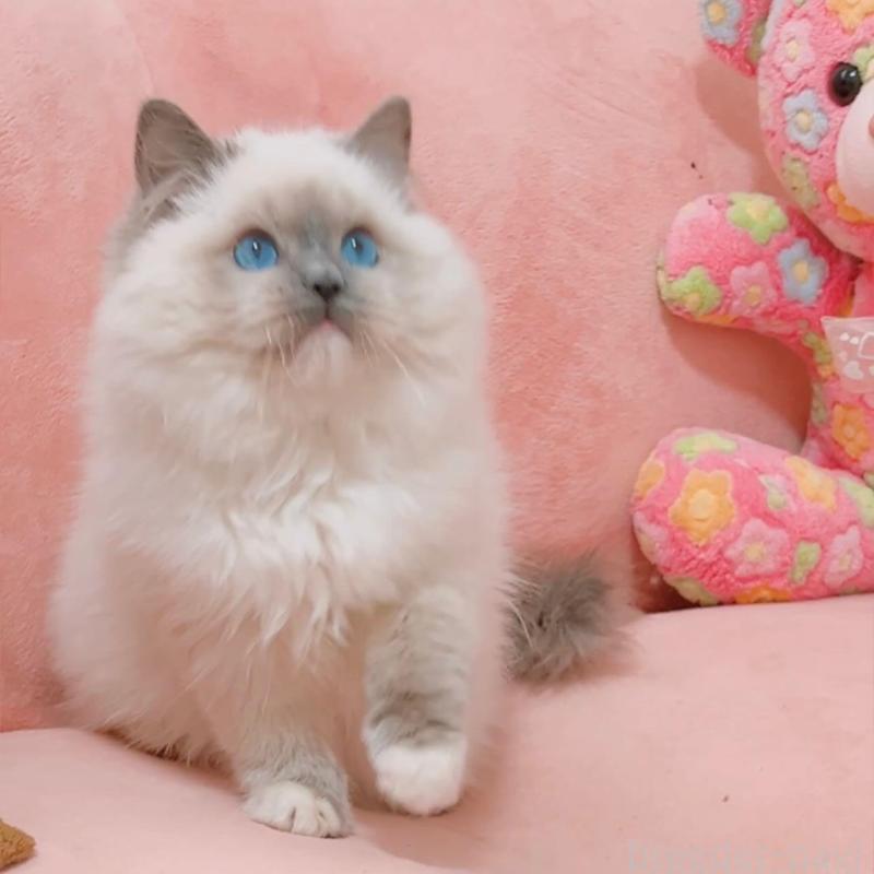 販売中の兵庫県のラグドール-135787の2枚目