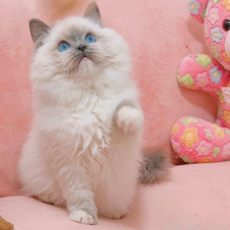 販売中の兵庫県のラグドール-135787の1枚目