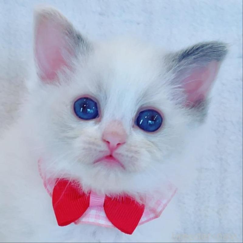 販売中の福島県のラグドール-135788