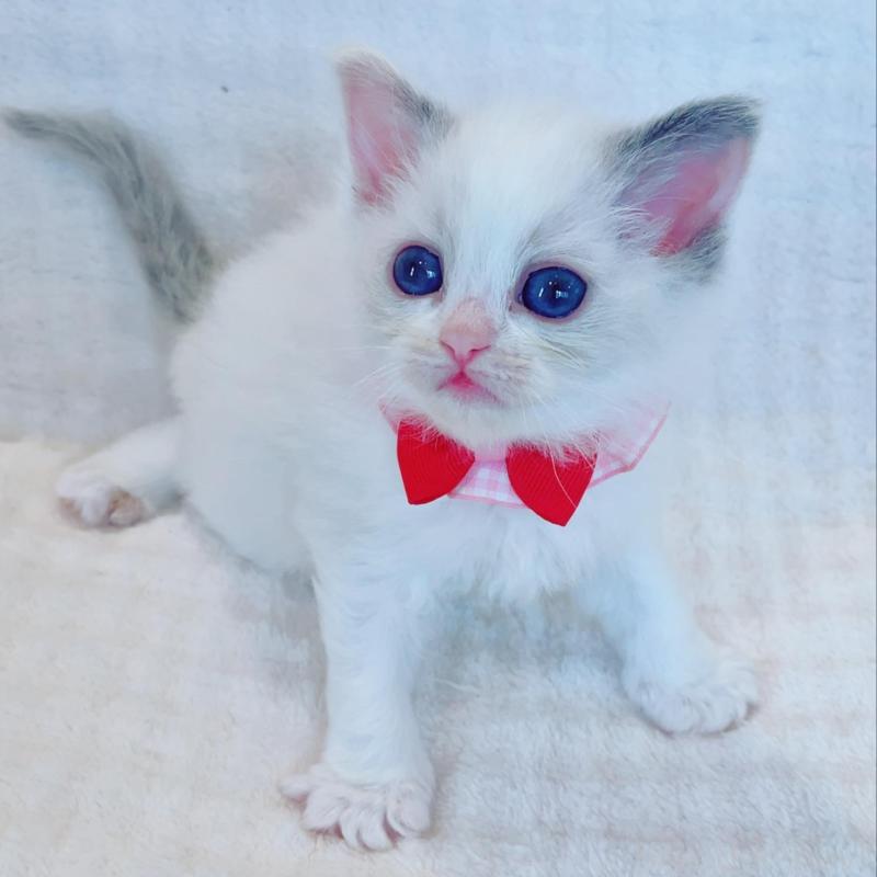 販売中の福島県のラグドール-135788の5枚目