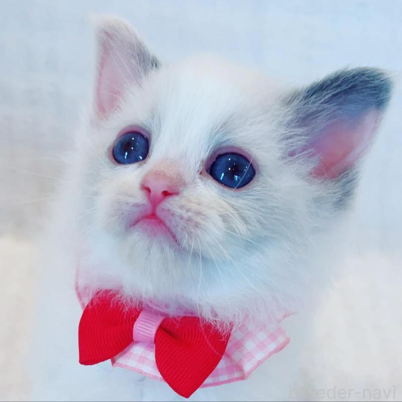 販売中の福島県のラグドール-135788の4枚目