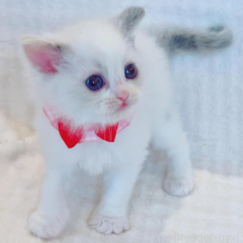 販売中の福島県のラグドール-135788の3枚目