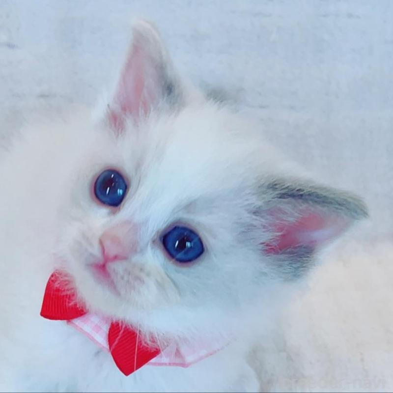 販売中の福島県のラグドール-135788の2枚目