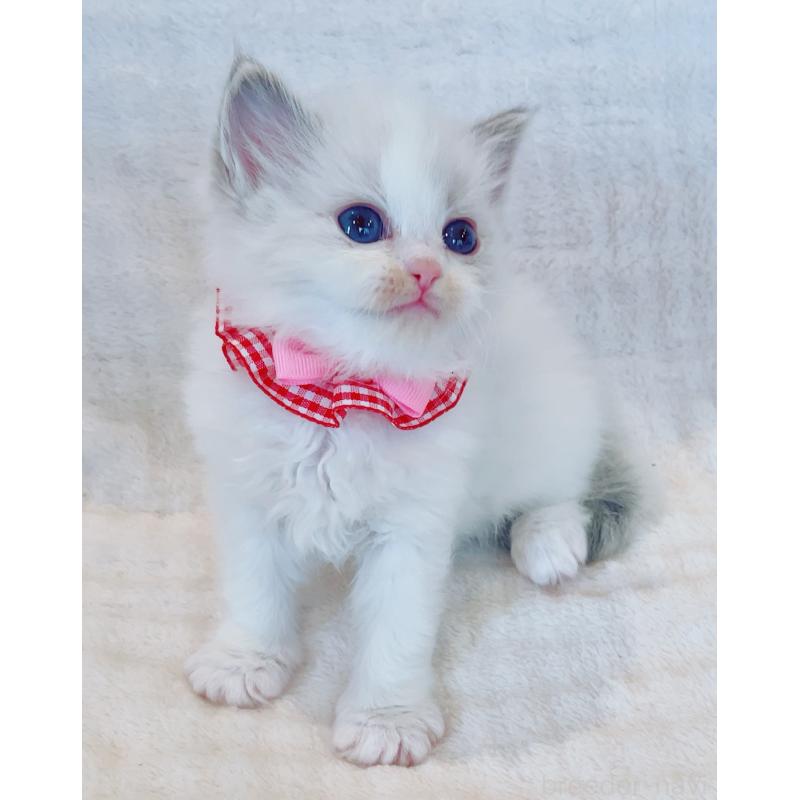 販売中の福島県のラグドール-135789の5枚目