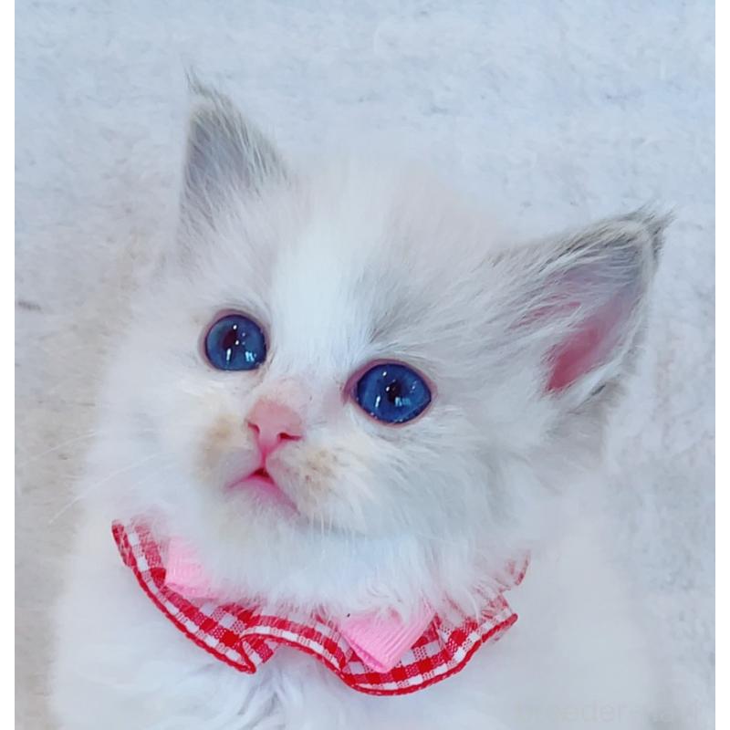 販売中の福島県のラグドール-135789の4枚目