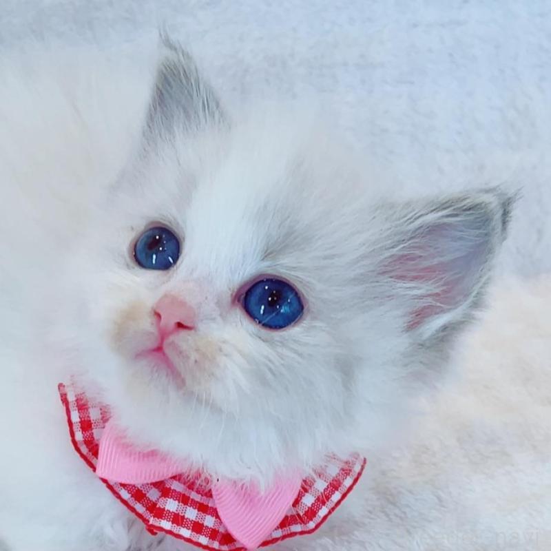 販売中の福島県のラグドール-135789