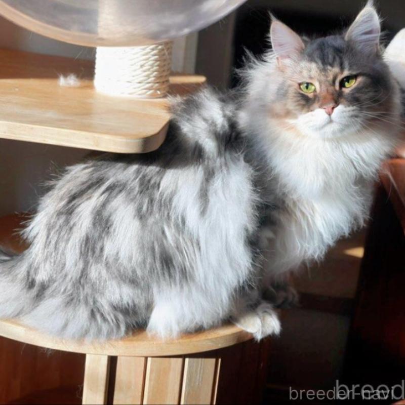 販売中の埼玉県のサイベリアン-135791の1枚目